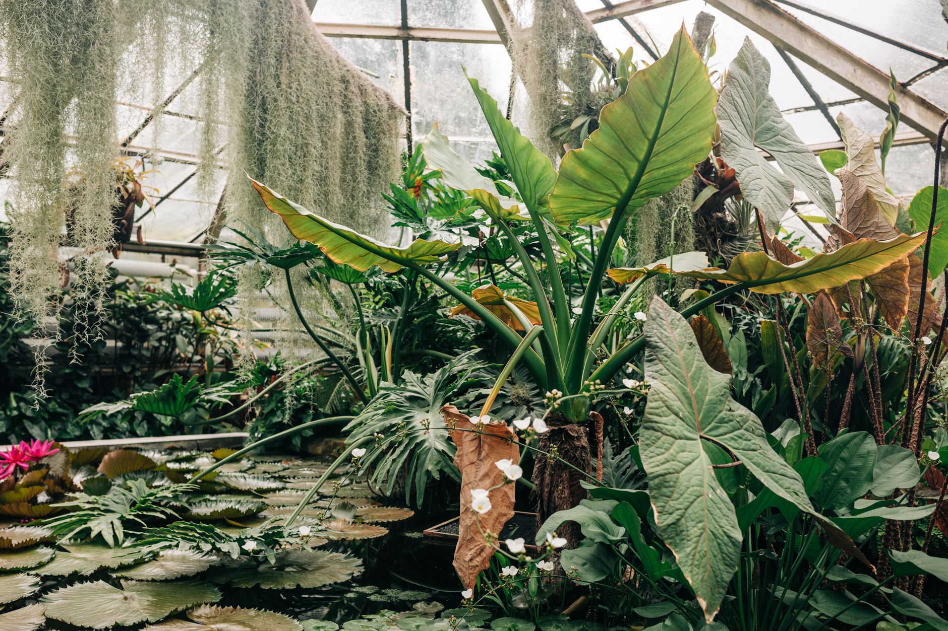 Greenhouse filled with lush tropical foliage and aquatic plants