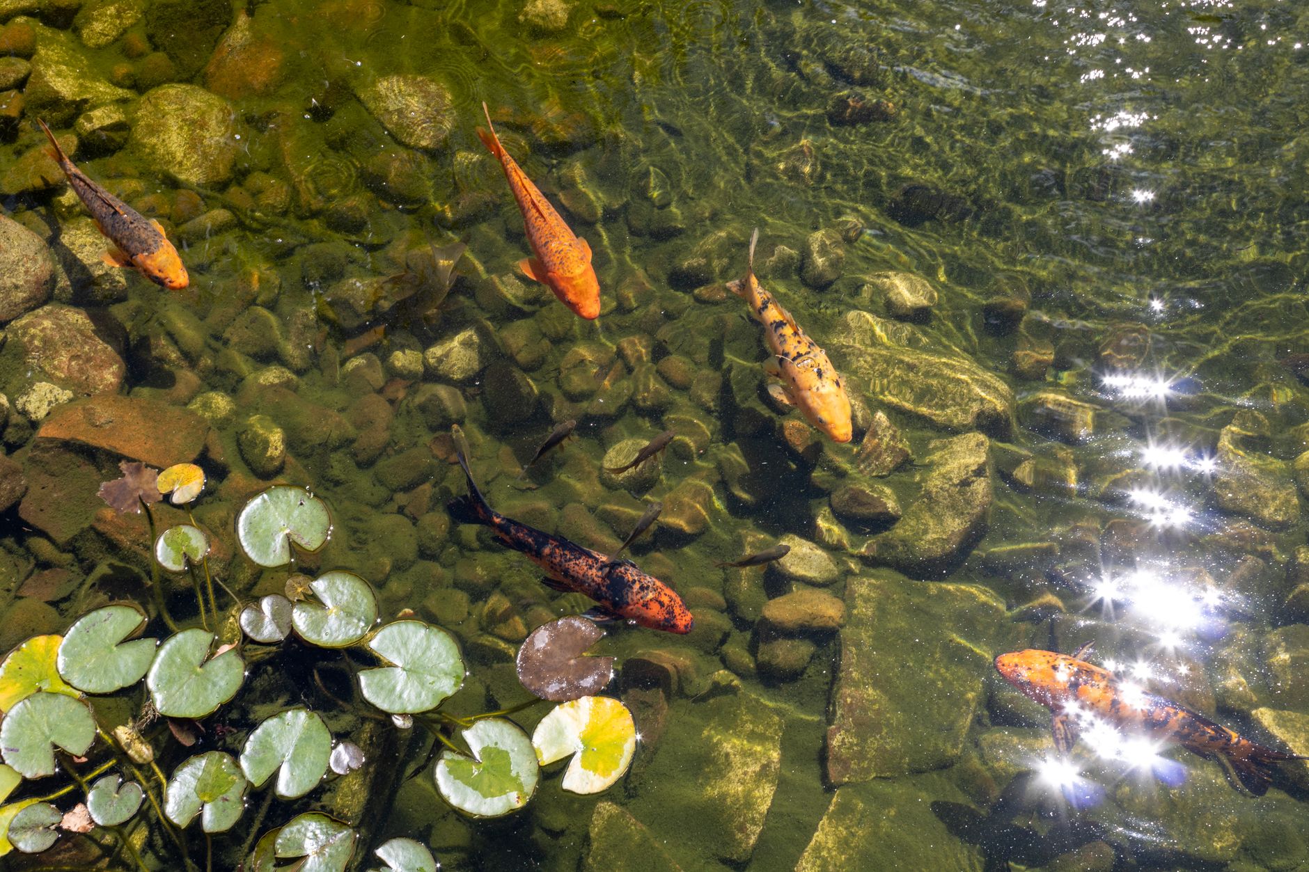 Koi fish swimming among lily pads in a garden pond