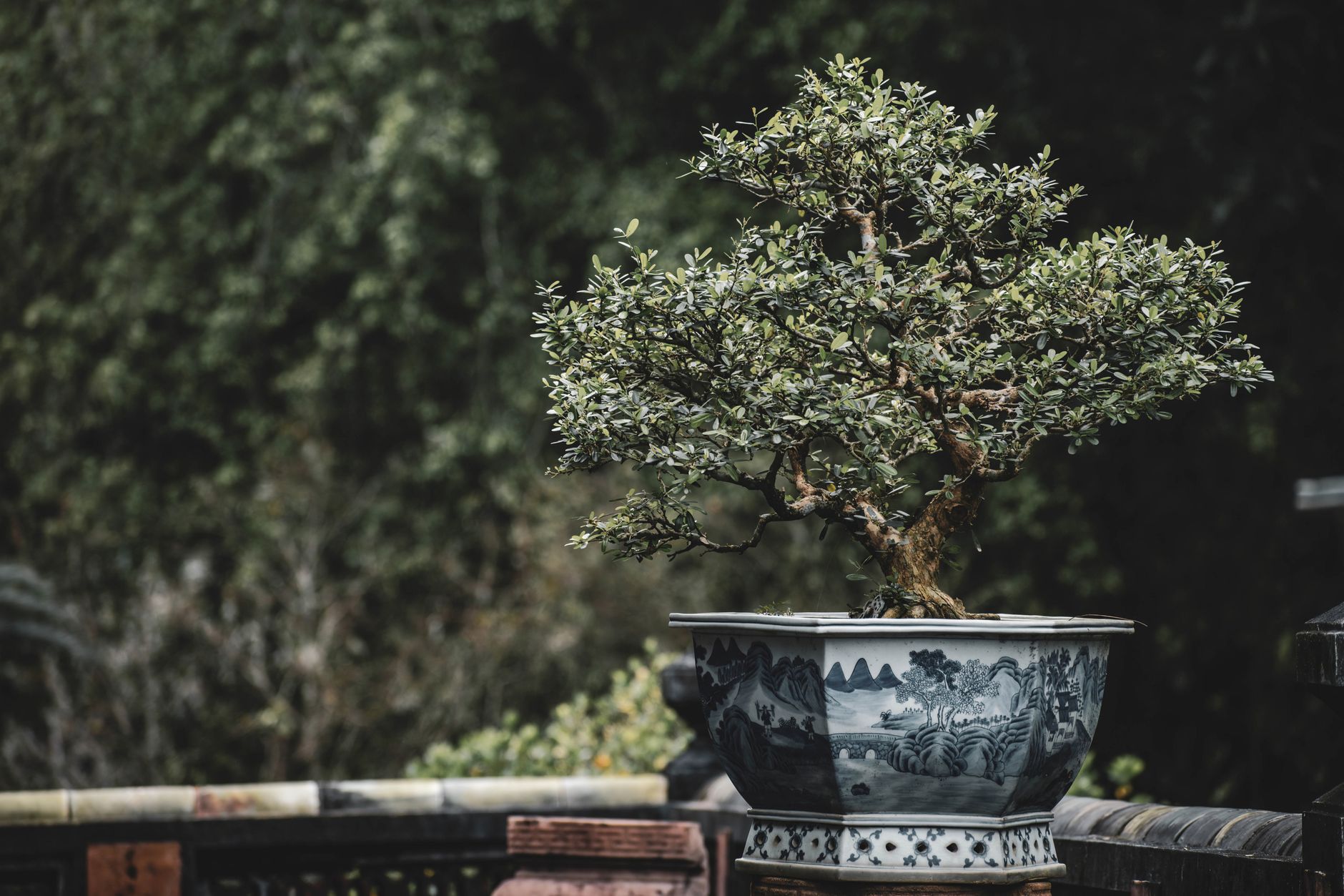 A carefully shaped bonsai tree in a decorative pot outdoors