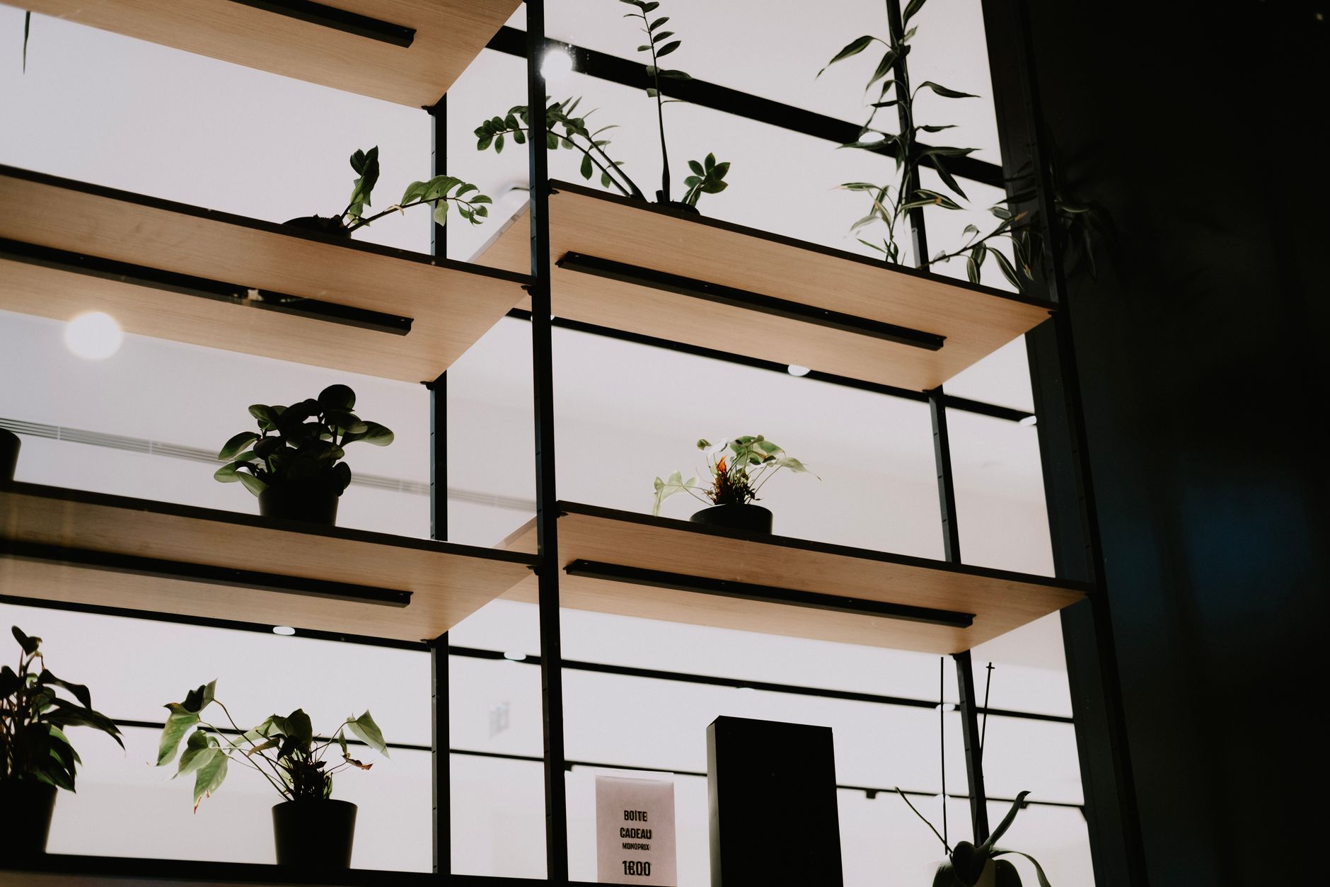 Potted houseplants displayed on wooden shelves indoors