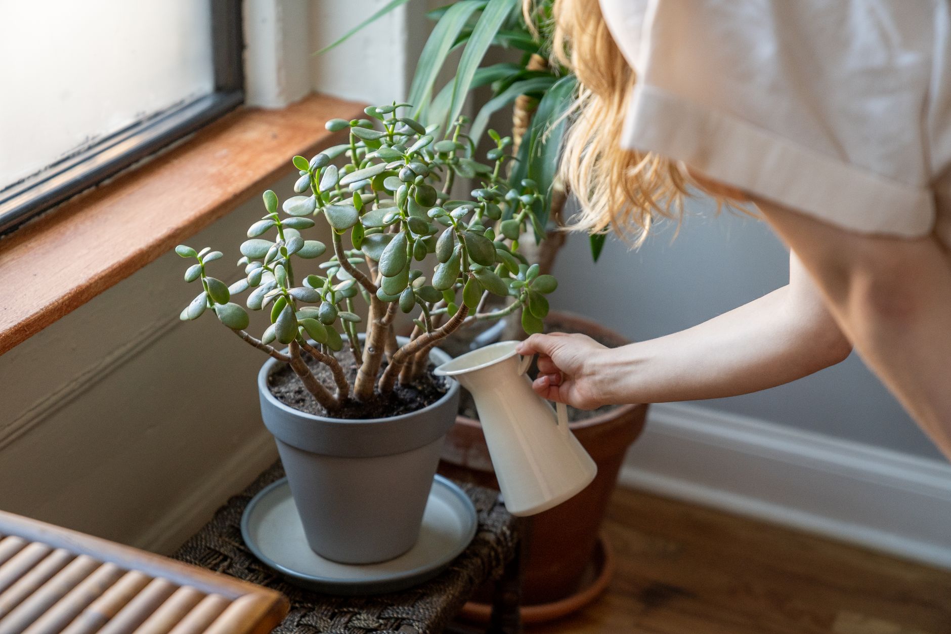 Woman watering potted houseplants by a sunny window