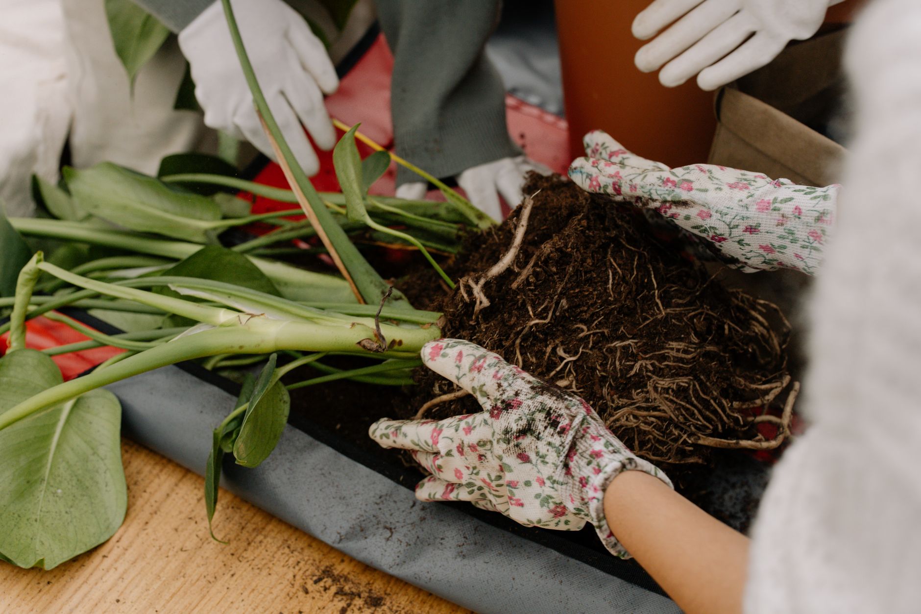 Hands repotting a houseplant with soil and roots visible