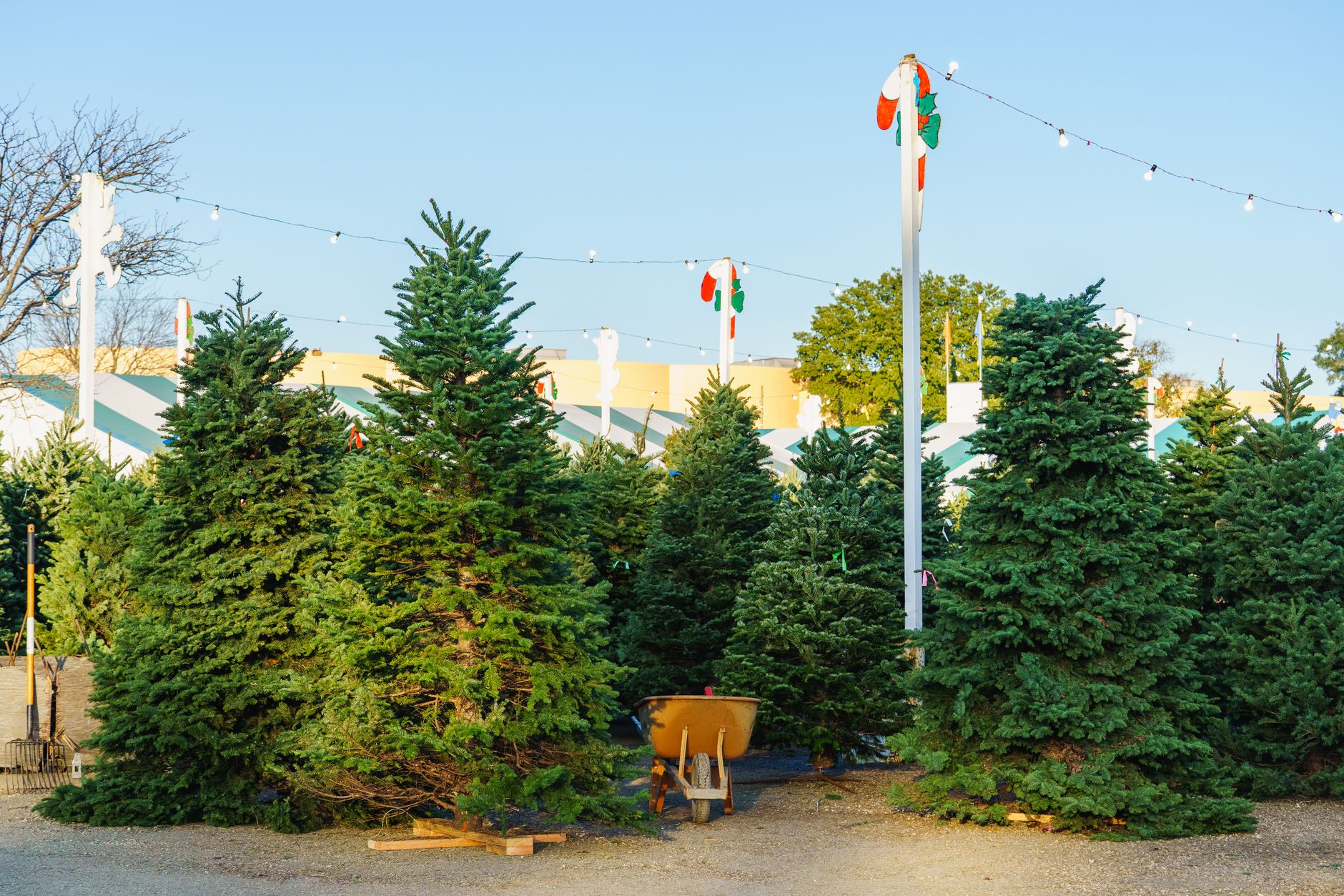 Pre-cut evergreen Christmas trees for sale at an outdoor tree lot
