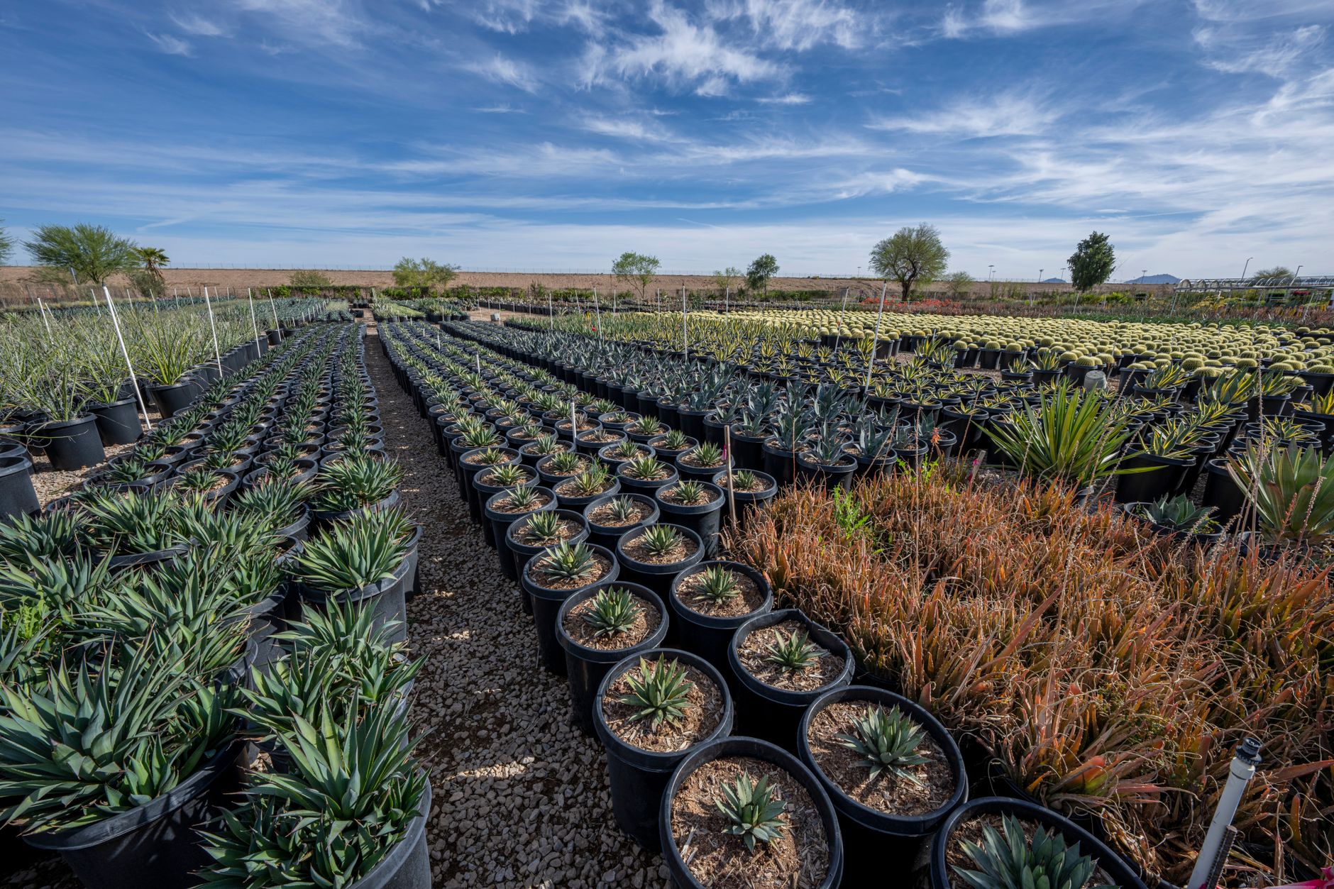 Rows of potted nursery trees and shrubs arranged outdoors under a clear sky