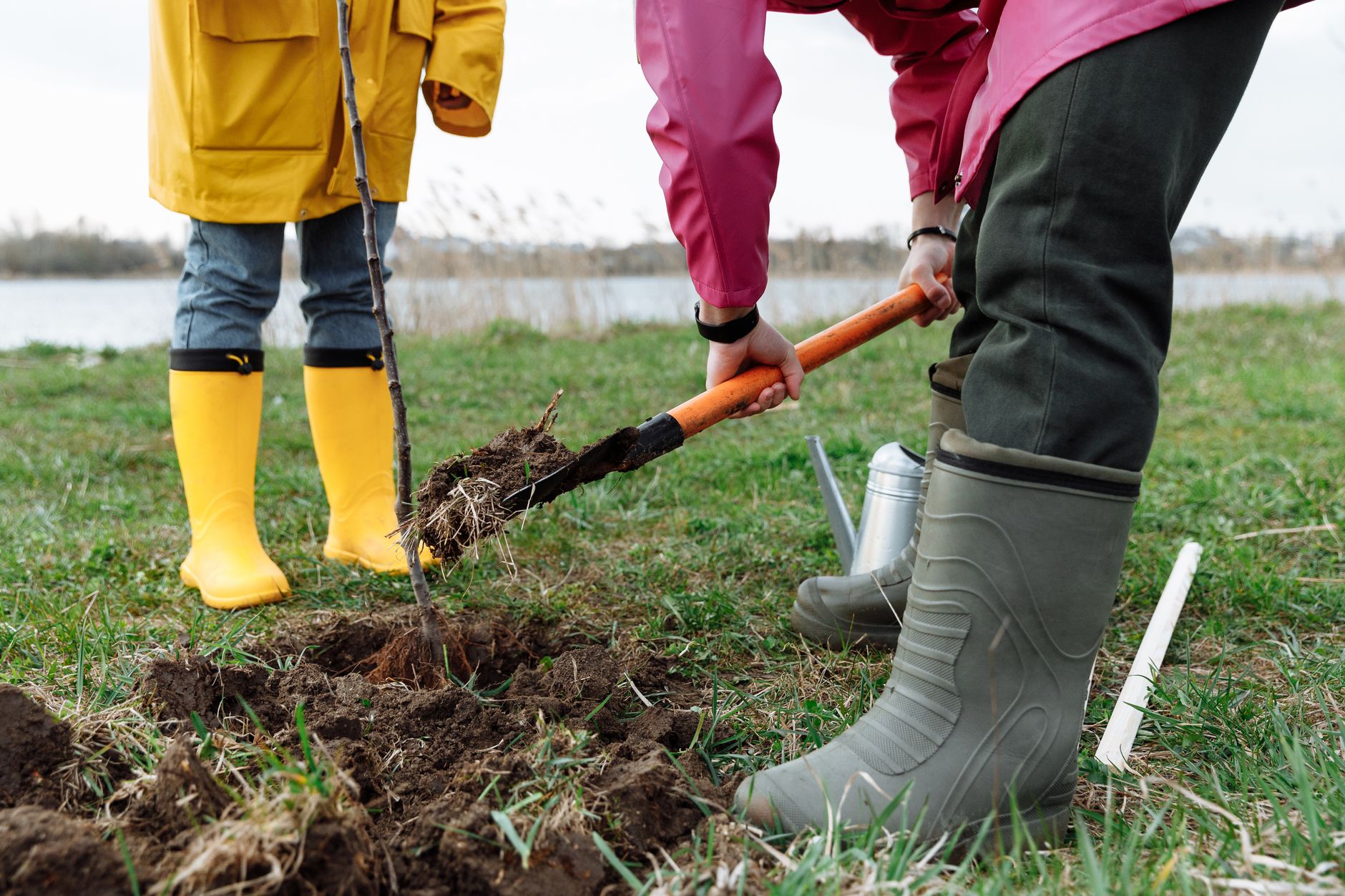 Two people planting a young tree sapling in the ground