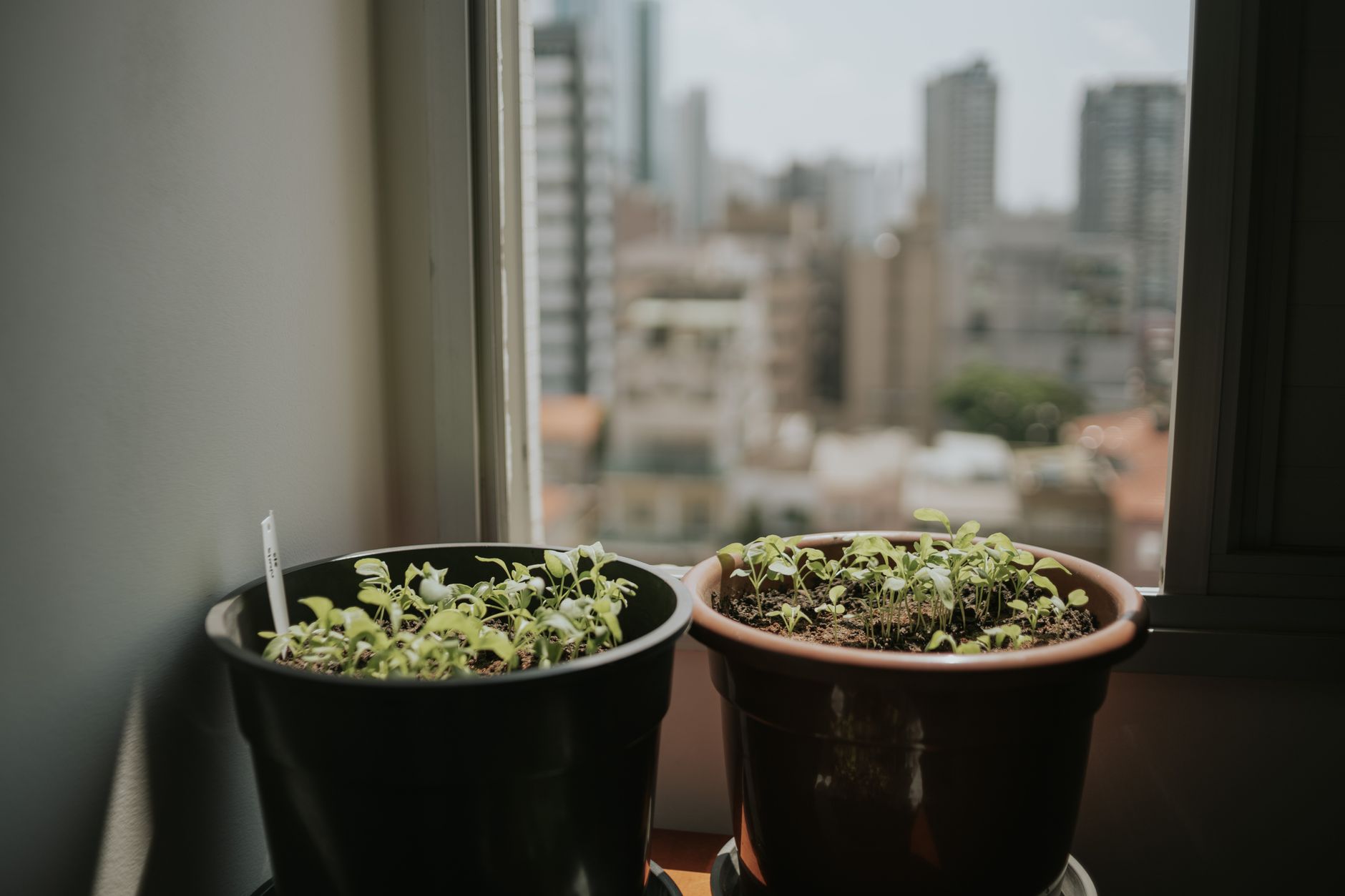 Potted houseplants on a bright windowsill after being brought indoors for fall