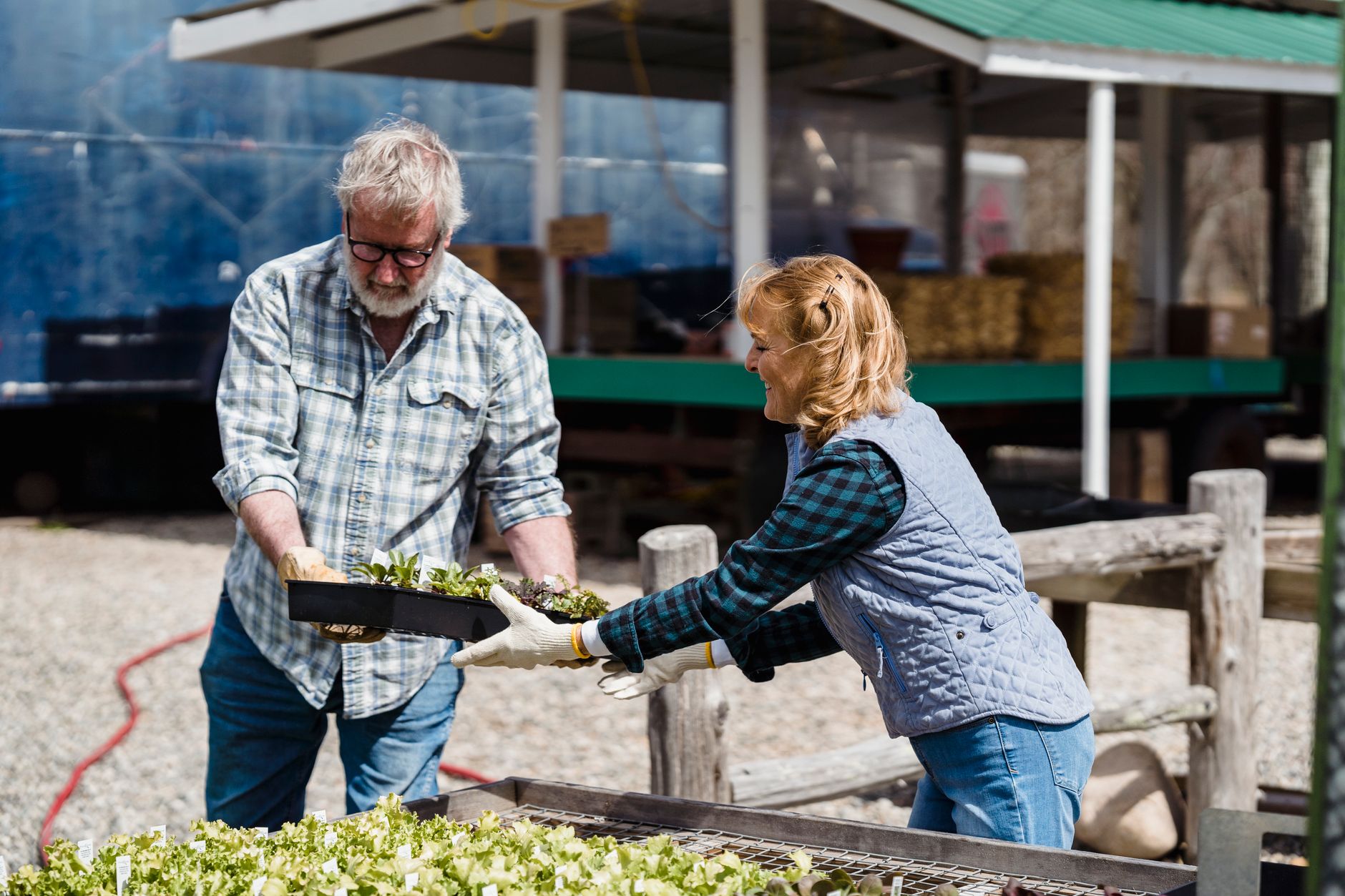 Two nursery workers in checked shirts and gloves carrying potted plants and helping each other