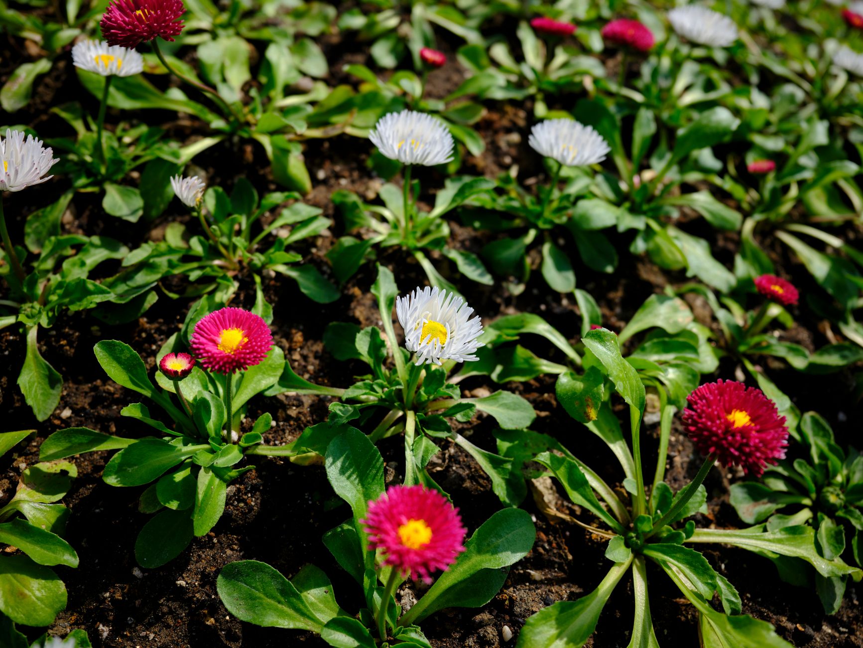 Vivid pink and white native flowers blooming in a garden bed
