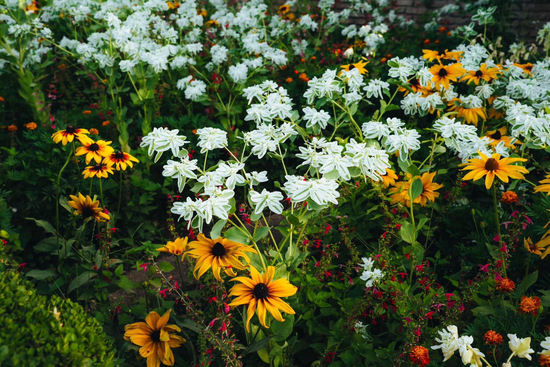 Yellow black-eyed Susans blooming in a native plant garden