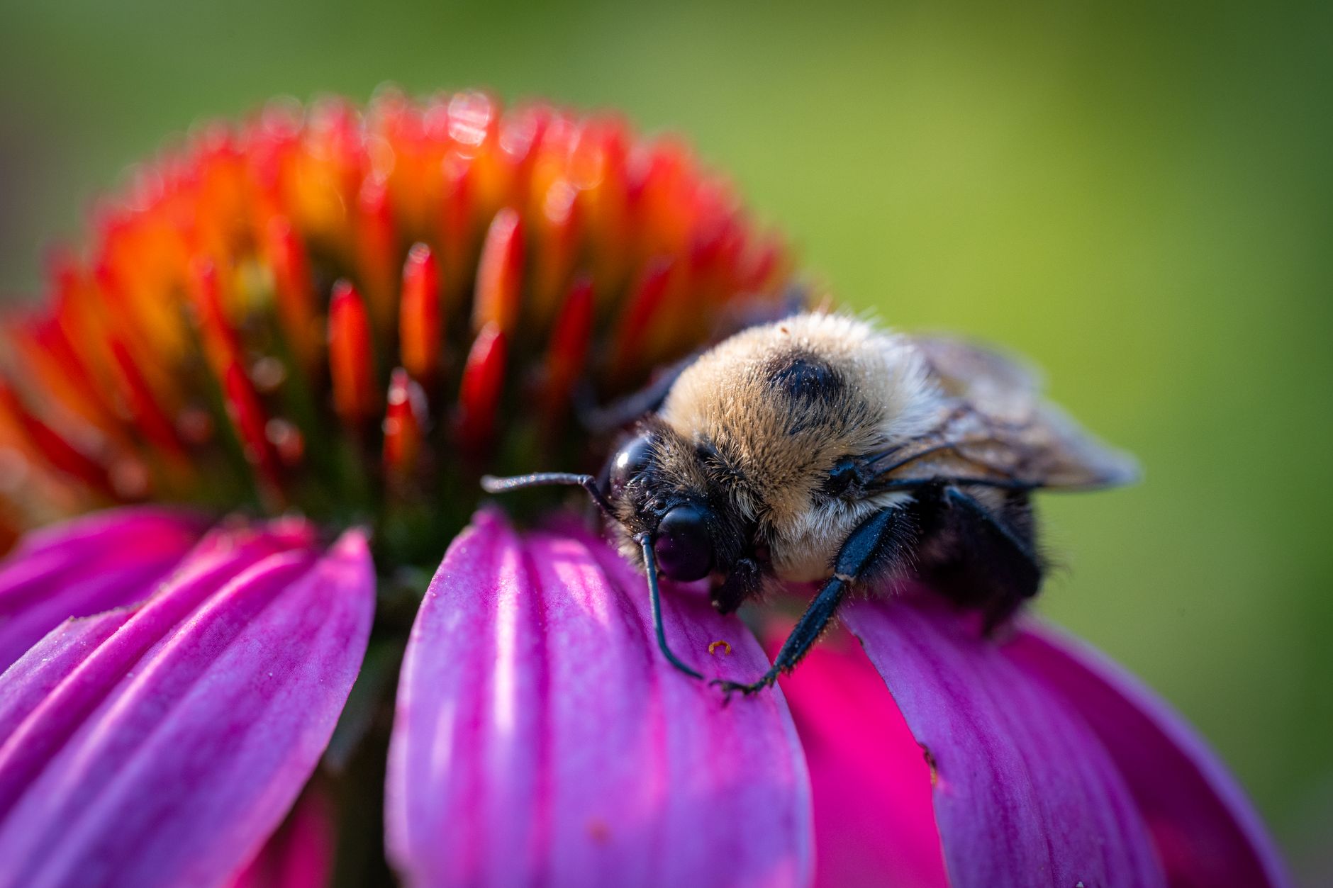 A bumblebee pollinating a purple coneflower