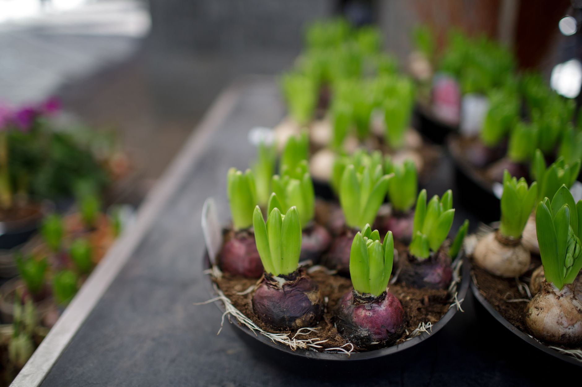 Fresh green hyacinth bulbs sprouting in a tray