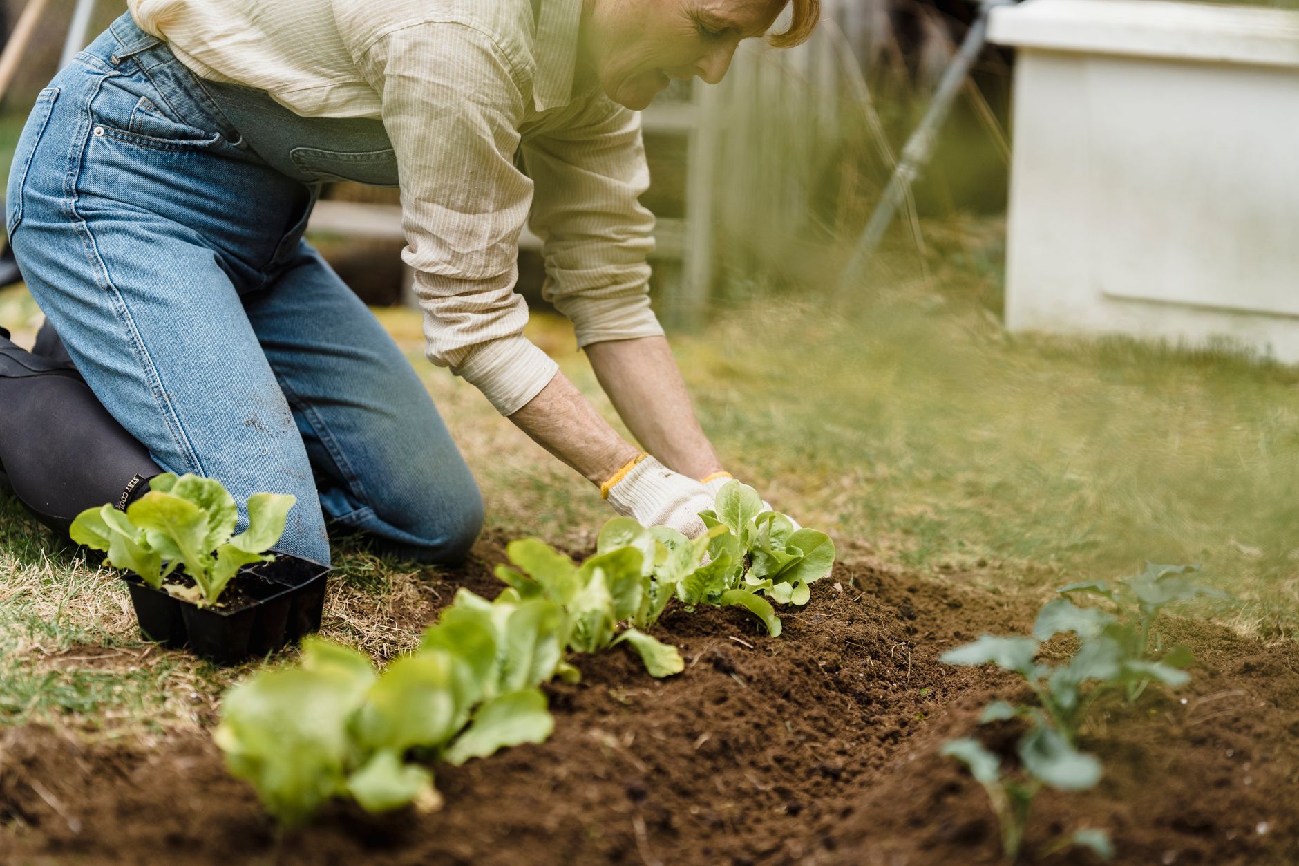 A person planting lettuce seedlings outdoors in a home garden bed
