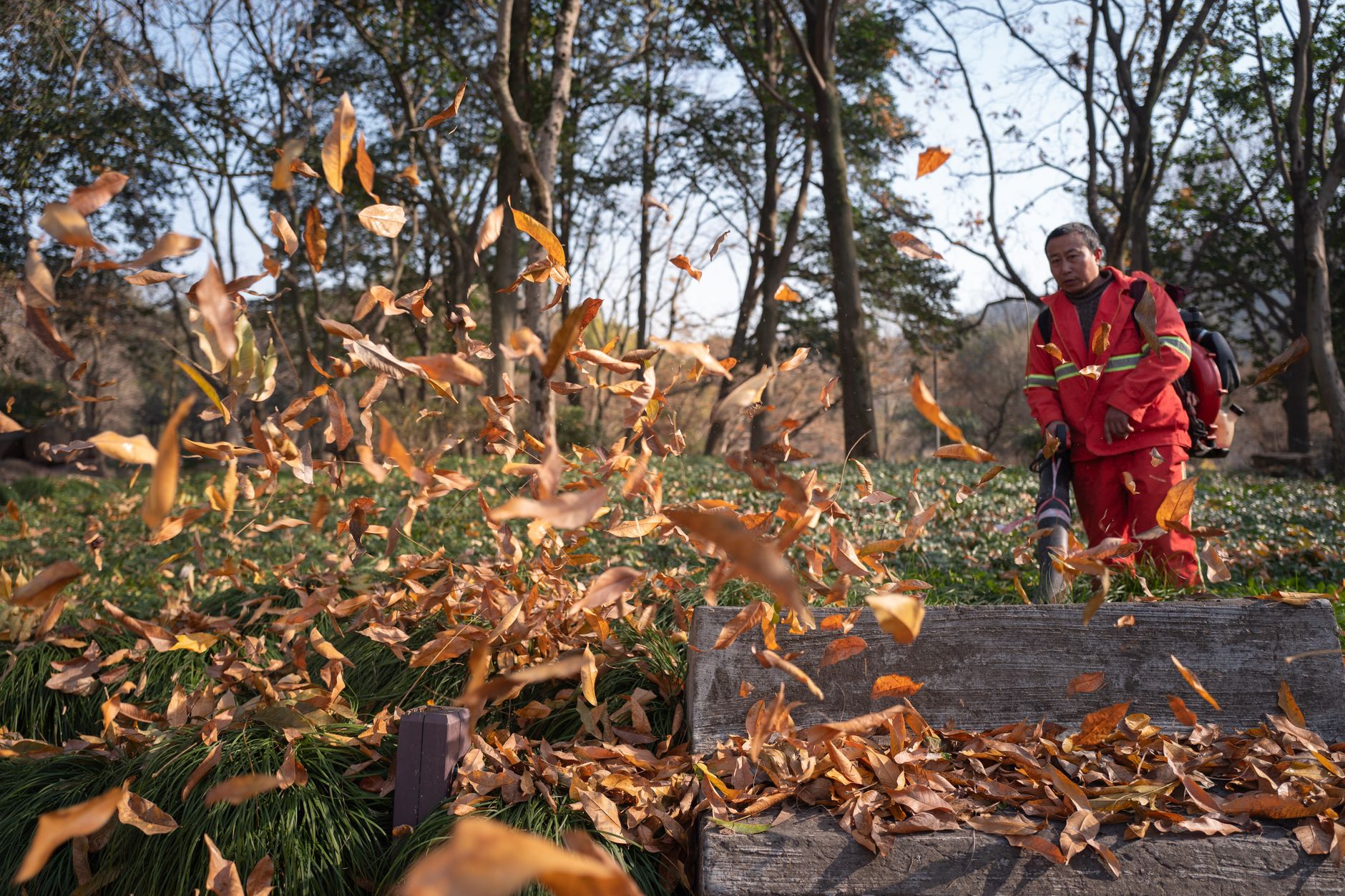 Worker clearing fallen autumn leaves in a park with a leaf blower