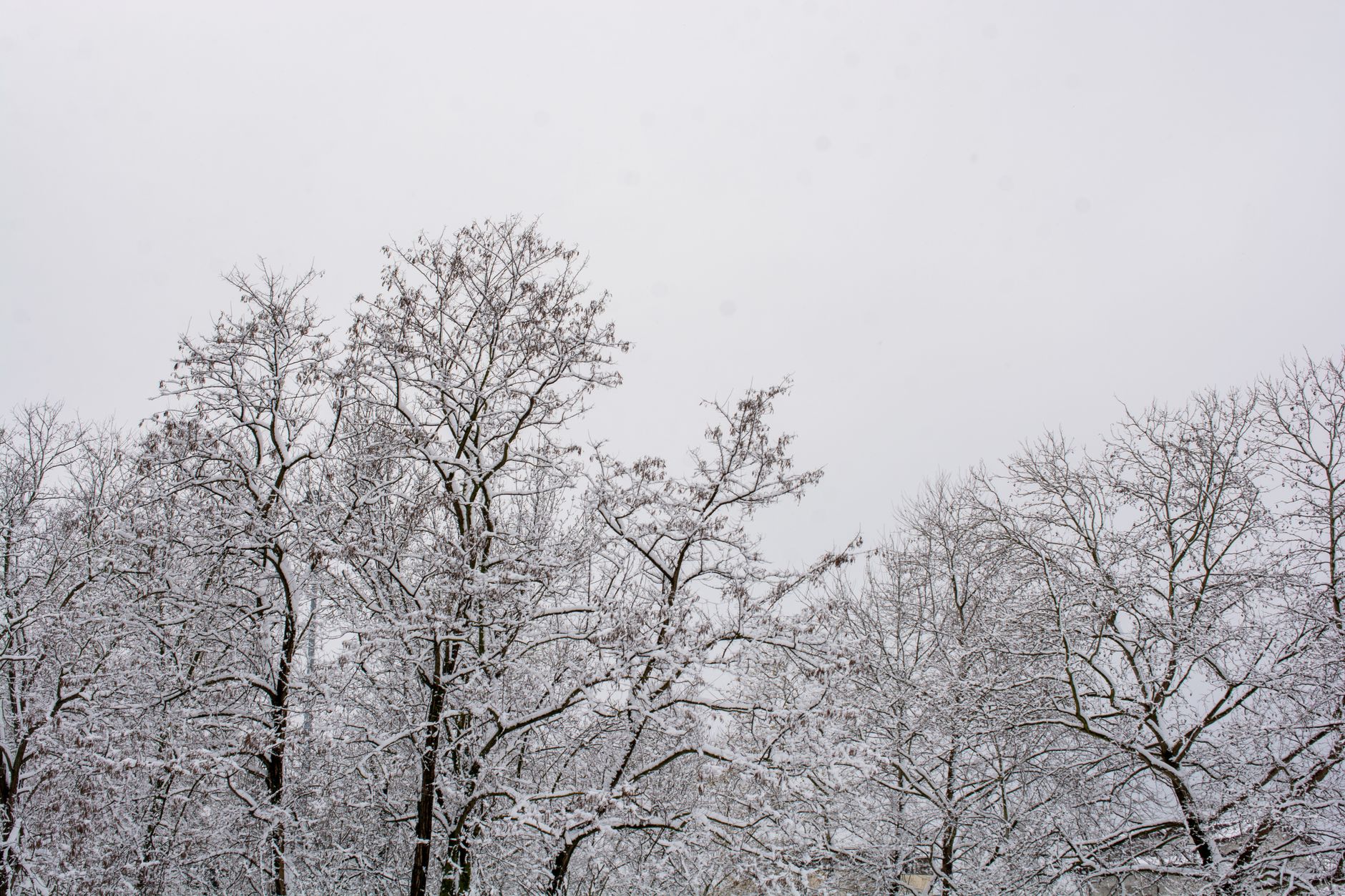 Snow-covered deciduous trees under an overcast winter sky