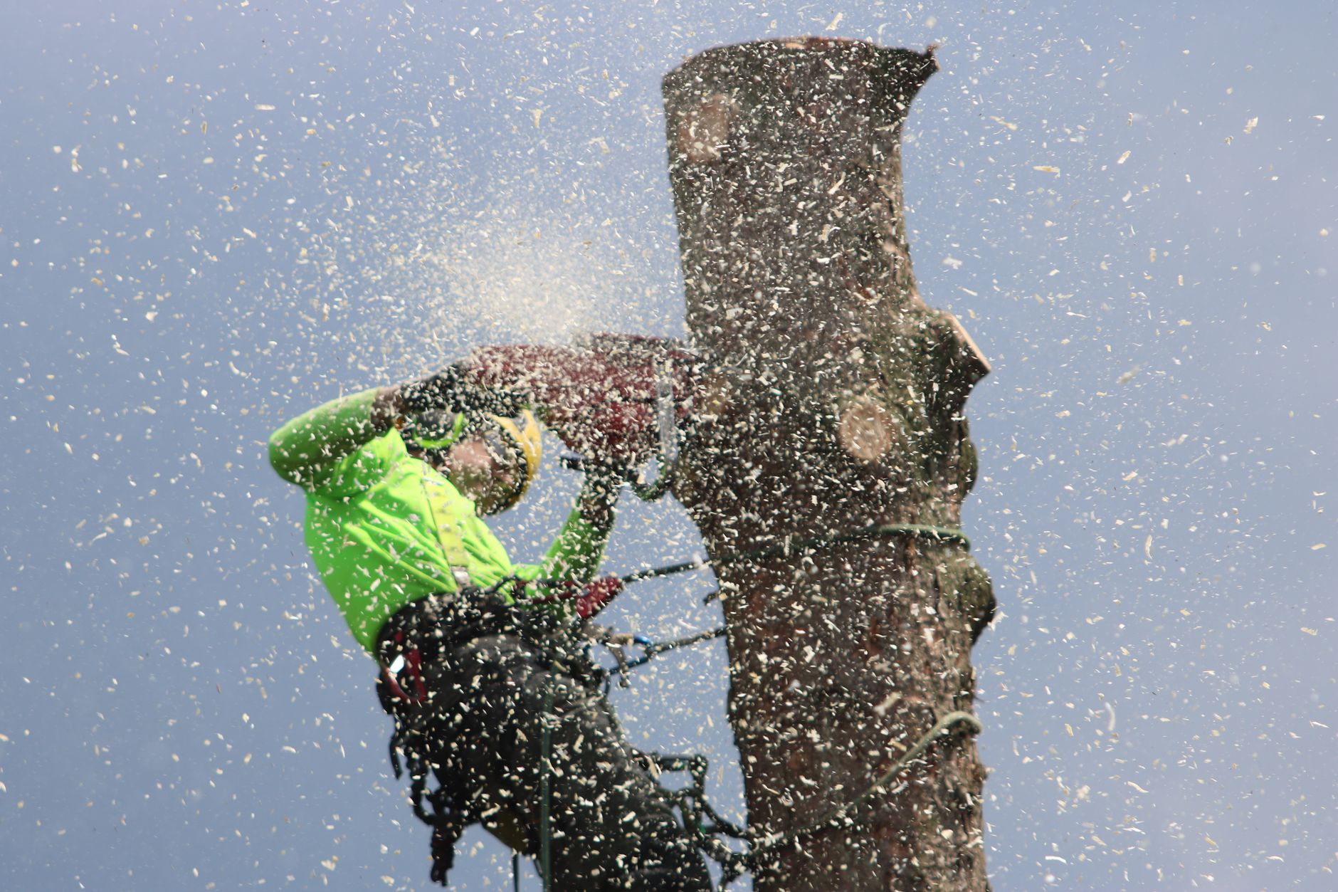 Arborist in safety gear cutting a tree trunk with a chainsaw