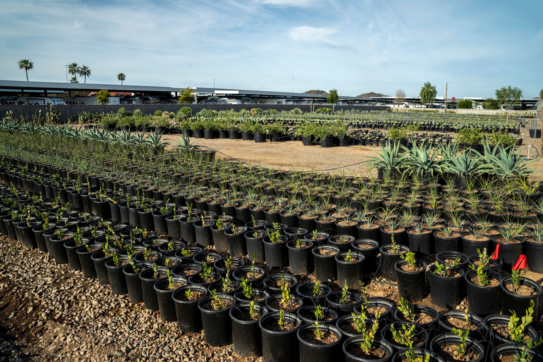 Wide view of a plant nursery with rows of potted plants under a blue sky