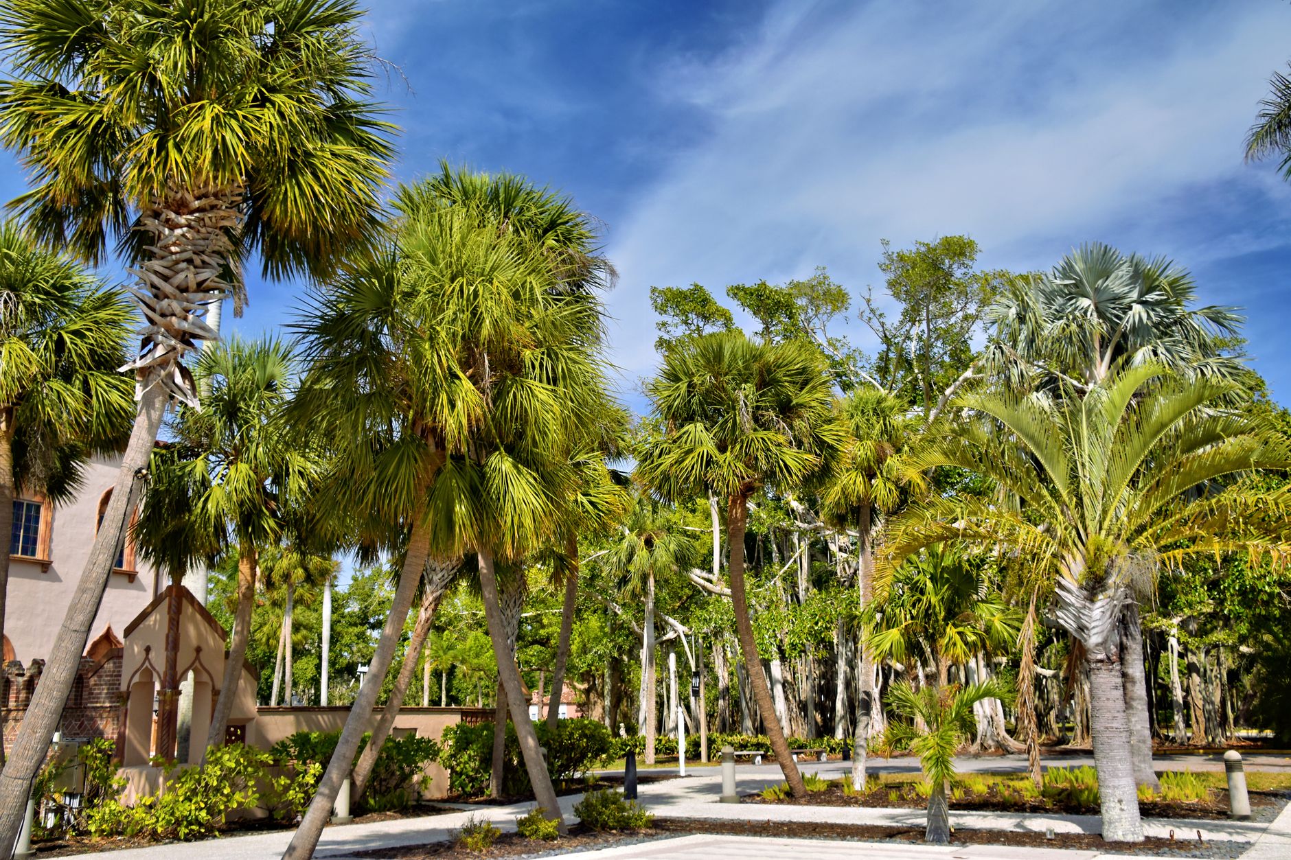 Lush palm trees under a bright sky in Sarasota, Florida