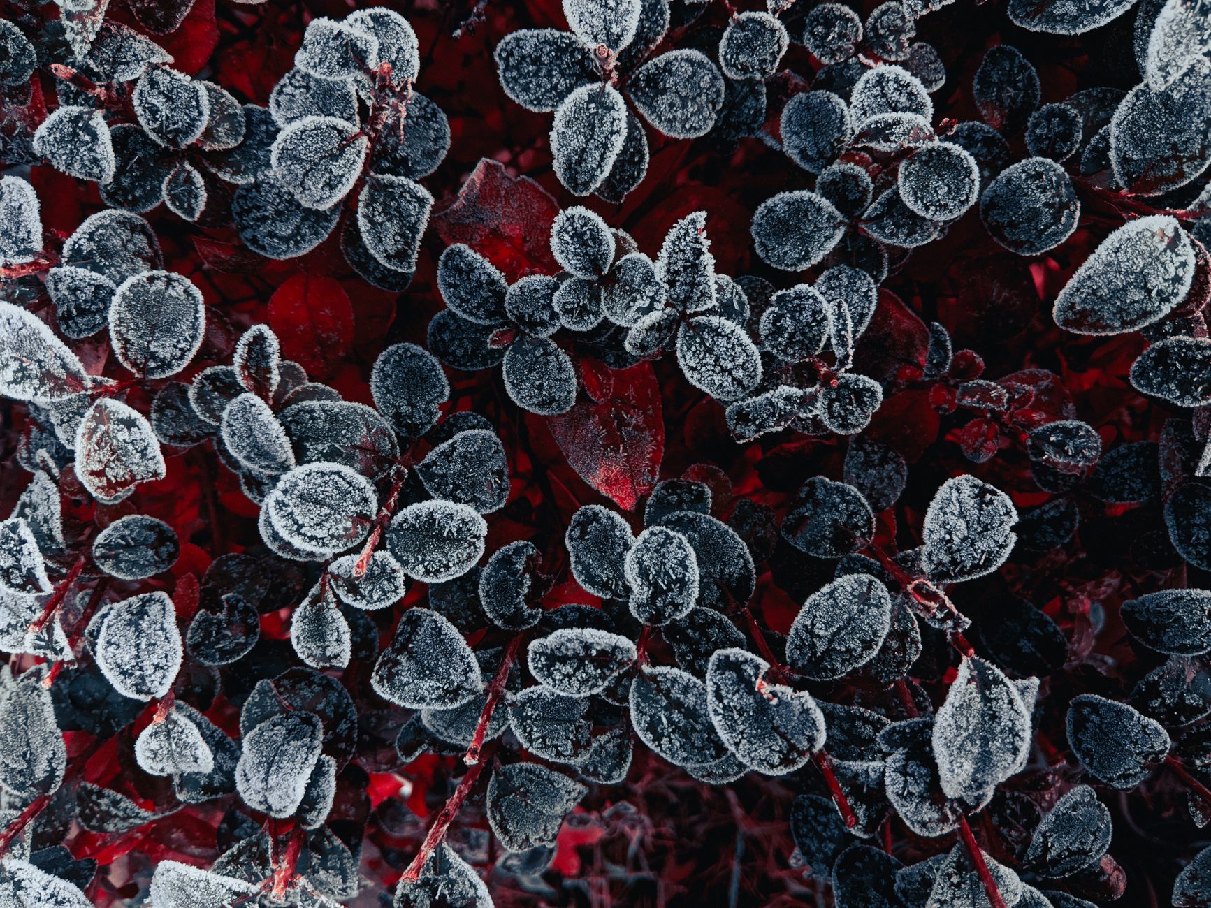 Close-up of frosted leaves in a winter garden