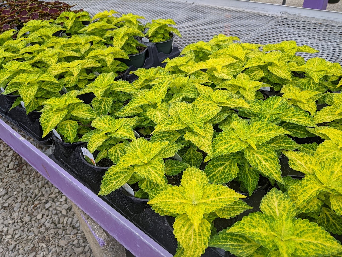 inbox-local-garden-centers